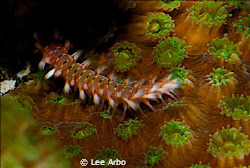 Fireworm shot with D300 and 105mm lens by Lee Arbo 